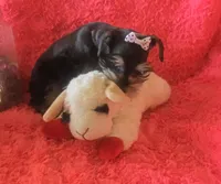 Heidi, a female Miniature Schnauzer for sale in Kit Carson, CO – 10 of 10