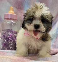 Boojie, a female Shichon for sale in Kit Carson, CO – 6 of 10