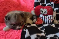 Gizmo, a male Pomeranian for sale in Kit Carson, CO – Photo 7 of 10