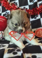 Gizmo, a male Pomeranian for sale in Kit Carson, CO – Photo 4 of 10