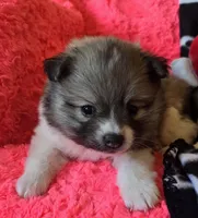 Gizmo, a male Pomeranian for sale in Kit Carson, CO – Photo 8 of 10