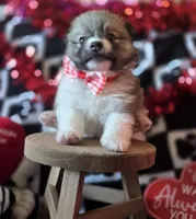 Gizmo, a male Pomeranian for sale in Kit Carson, CO – Photo 5 of 10