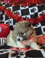Gizmo, a male Pomeranian for sale in Kit Carson, CO – Photo 1 of 10