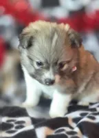 Gizmo, a male Pomeranian for sale in Kit Carson, CO – Photo 10 of 10