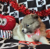 Gizmo, a male Pomeranian for sale in Kit Carson, CO – Photo 2 of 10