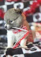 Gizmo, a male Pomeranian for sale in Kit Carson, CO – Photo 6 of 10