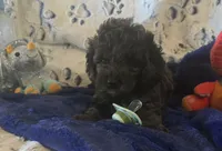Teddy, a male Cockapoo for sale in Kit Carson, CO – 2 of 10