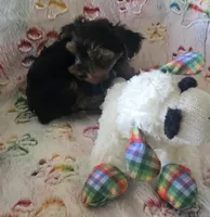 Sir Naps-A-lot, a male Yorkshire Terrier for sale in Kit Carson, CO – 6 of 10
