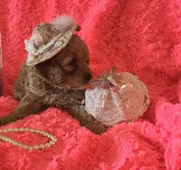 Hazel, a female Cockapoo for sale in Kit Carson, CO – 3 of 10