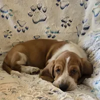 Henry, a male Basset Hound for sale in Kit Carson, CO – 3 of 7