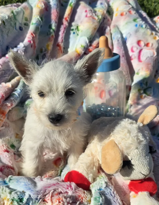 Jasper – West Highland White Terrier puppy for sale in Kit Carson, CO