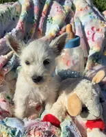 Jasper, a male West Highland White Terrier for sale in Kit Carson, CO – 1 of 6