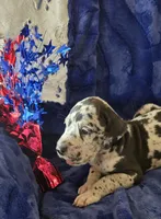 Zeus, a male Great Dane for sale in Kit Carson, CO – 4 of 10