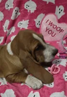 Sugar, a female Basset Hound for sale in Kit Carson, CO – 2 of 9