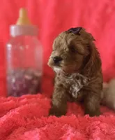 Molly, a female Cockapoo for sale in Kit Carson, CO – 8 of 10
