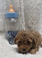 Romeo, a male Poodle - Toy  for sale in Kit Carson, CO – 2 of 7