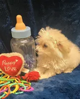Antonio, a male Poodle - Toy  for sale in Kit Carson, CO – 2 of 6