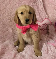 Skye, a female Golden Retriever for sale in Kit Carson, CO – 2 of 10
