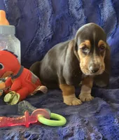Winston, a male Basset Hound for sale in Kit Carson, CO – 5 of 7