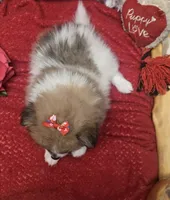 Tika, a female Pomeranian for sale in Kit Carson, CO – 4 of 5