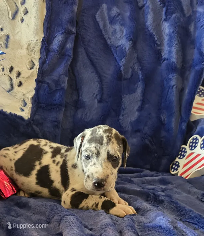 Atlas – Great Dane puppy for sale in Kit Carson, CO