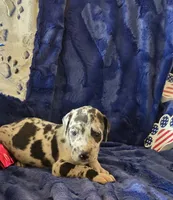 Atlas, a male Great Dane for sale in Kit Carson, CO – 1 of 10