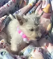 Misty, a female West Highland White Terrier for sale in Kit Carson, CO – 5 of 5