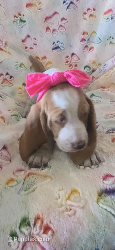 Heartly – Basset Hound puppy for sale in Kit Carson, CO