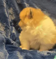 Oso, a male Pomeranian for sale in Kit Carson, CO – 7 of 8