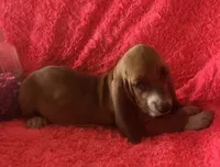 Ruby, a female Basset Hound for sale in Kit Carson, CO – 2 of 9