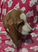 Dolly, a female Basset Hound for sale in Kit Carson, CO – 4 of 10