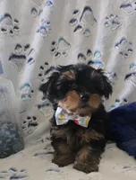 Fonzi, a male Yorkshire Terrier for sale in Kit Carson, CO – 3 of 10