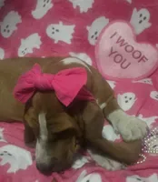 Sugar, a female Basset Hound for sale in Kit Carson, CO – 5 of 9