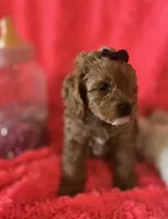 Molly, a female Cockapoo for sale in Kit Carson, CO – 7 of 10