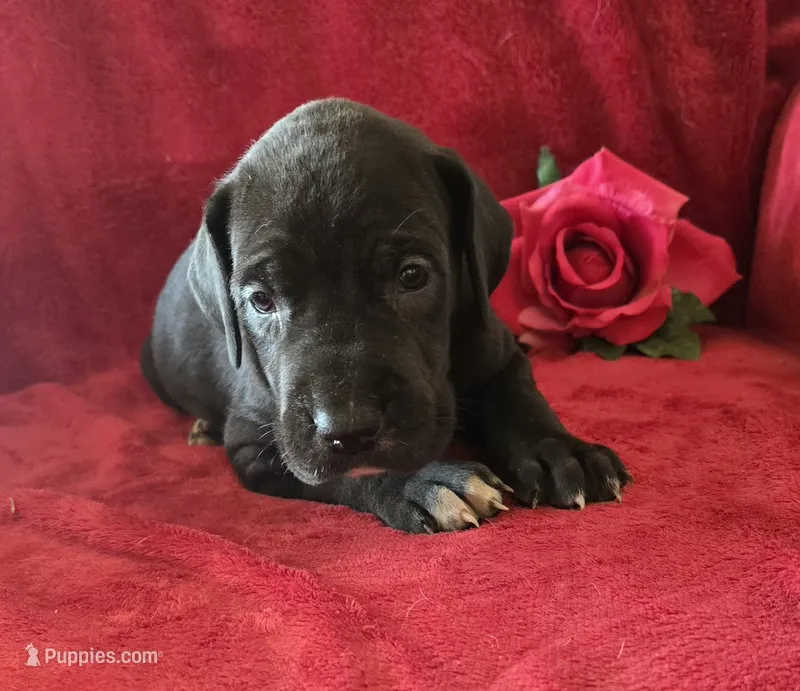 Ebony – Great Dane puppy for sale in Kit Carson, CO
