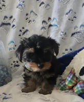 Fonzi, a male Yorkshire Terrier for sale in Kit Carson, CO – 10 of 10