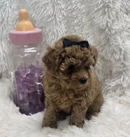 Juliet, a female Poodle - Toy  for sale in Kit Carson, CO – 1 of 10