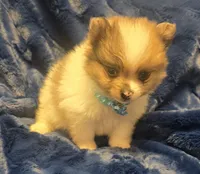 Oso, a male Pomeranian for sale in Kit Carson, CO – 2 of 8