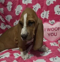 Sugar, a female Basset Hound for sale in Kit Carson, CO – 8 of 9