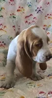 Heartly, a female Basset Hound for sale in Kit Carson, CO – 5 of 8