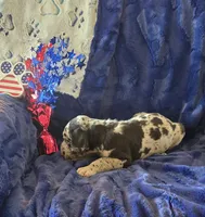 Zeus, a male Great Dane for sale in Kit Carson, CO – 6 of 10