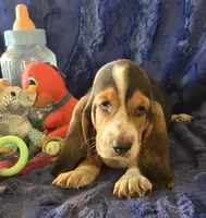 Hank, a male Basset Hound for sale in Kit Carson, CO – 6 of 9