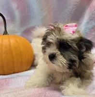 Boojie, a female Shichon for sale in Kit Carson, CO – 2 of 10