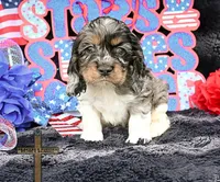 Baxter, a male Cocker Spaniel for sale in Kit Carson, CO – 2 of 7
