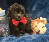 Franklin, a male Peekapoo for sale in Kit Carson, CO – 2 of 10