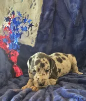 Zeus, a male Great Dane for sale in Kit Carson, CO – 8 of 10
