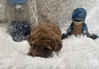 Romeo, a male Poodle - Toy  for sale in Kit Carson, CO – 4 of 7