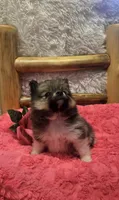 Gucci, a female Pomeranian for sale in Kit Carson, CO – 6 of 10