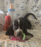 Otis, a male Basset Hound for sale in Kit Carson, CO – 2 of 10