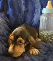 Waylon, a male Basset Hound for sale in Kit Carson, CO – 3 of 9